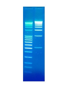 DNA Stain Clear G, SERVA