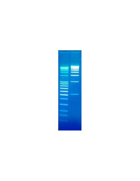 DNA Stain Clear G, SERVA