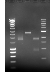 SERVA DNA Stain G