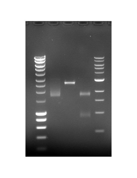 SERVA DNA Stain G