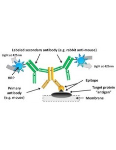 SERVALight EosUltra Substrate Kit