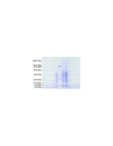SERVAGel™ Neutral pH 7.4, 10 pack