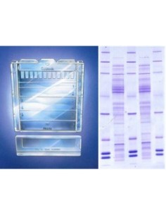 SERVAGel™ TG PRiME™ 4 - 12 %, 10 mini gels