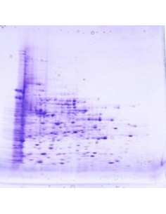 SERVAGel™ TG PRiME™ 8 - 16 % Precast miniGel, 10 pack 2