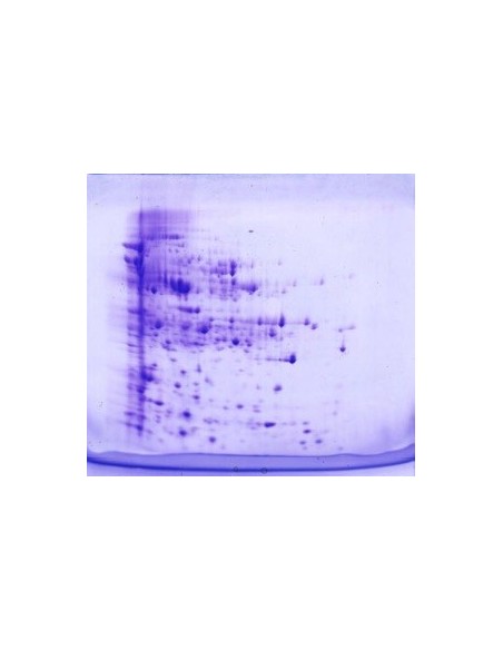  SERVAGel™ TG 14 LS Precast Gels, 10 pack, 10 x 10cm