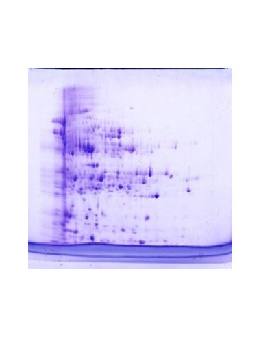 SERVAGel™ TG 12 LS precast Gel, 10 pack, 10 x 10cm