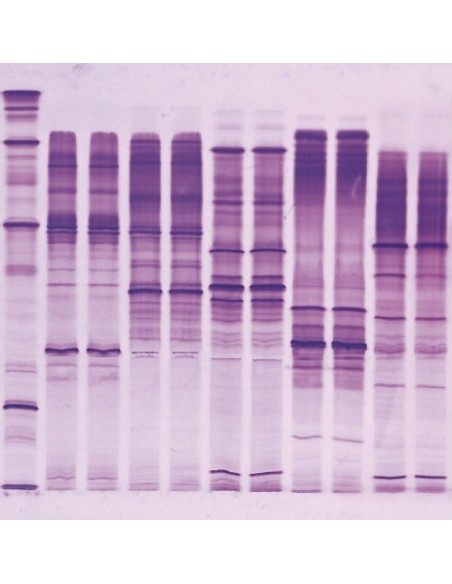 SERVALYT™ PRECOTES™, pH 3-10 Horizontal IEF Gels, 5 pack, 245 x 125mm x 300um