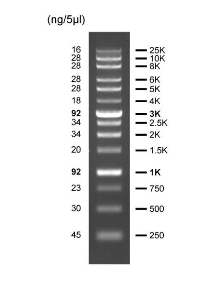 FastLoad 1kb DNA ladder, 500ul, SERVA Electrophoresis