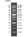 FastLoad 1kb DNA ladder, 500ul, SERVA Electrophoresis