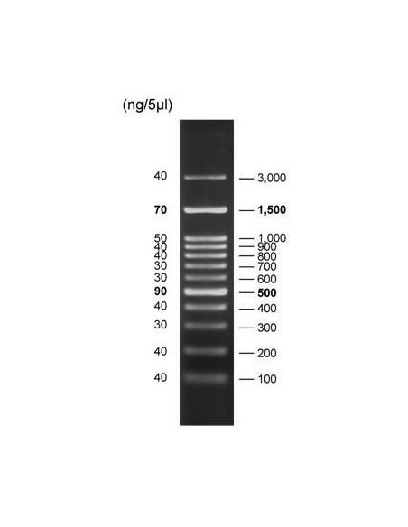 FastLoad 100bp DNA Ladder, 500ul, SERVA Electectorphoesis