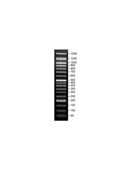 FastLoad 50 bp DNA ladder, 500 ul SERVA