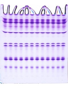 SERVAGel IEF gel pH 4-7