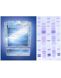 Precast Gels 4 - 20 % gradient gel