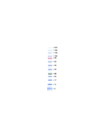 Triple Color Protein Standard III