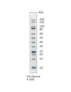 Unstained Protein Standard10-200kDa