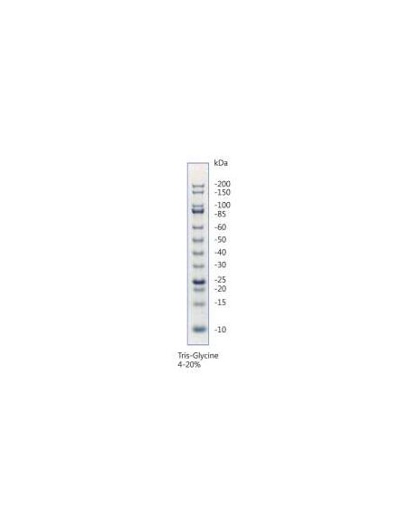 Unstained Protein Standard10-200kDa