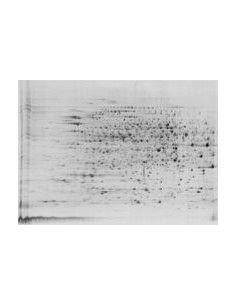 Fluorescent Stain Lava Purple