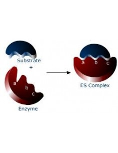 Servacolor BCIP/NBT blotting solution for Western blotting 2