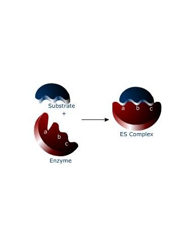 Servacolor BCIP/NBT SOLUTION