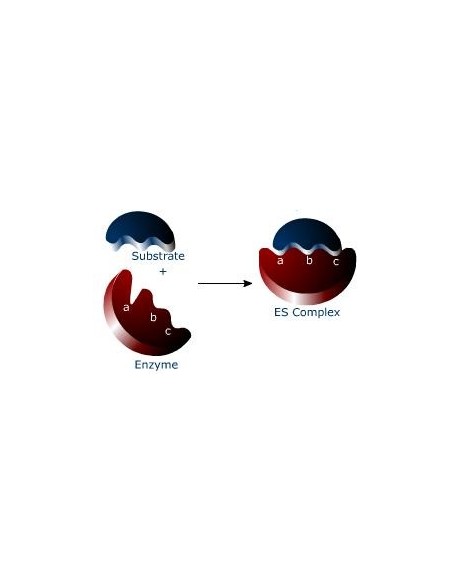 Servacolor BCIP/NBT SOLUTION