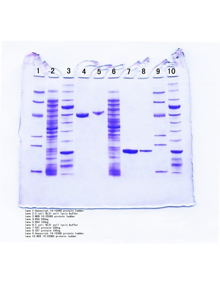 TV100K (cooled) Vertical mini-Gel Electrophoresis System
