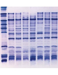SERVALYT™ PRECOTES™, pH 3-10 Horizontal IEF Gels, 5 pack, 125 x 125mm