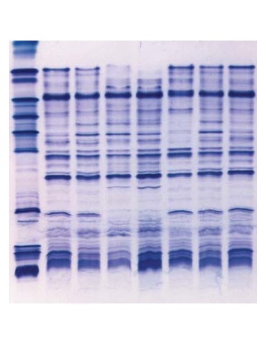 Carrier Ampholytes