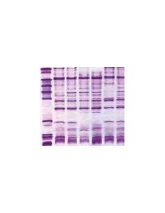 SERVALYT™ PRECOTES™, pH 3-10 Horizontal IEF Gels, 5 pack, 245 x 125mm