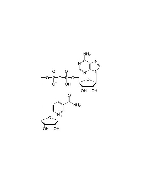 β-Nicotinamide adenine dinucleotide, SERVA
