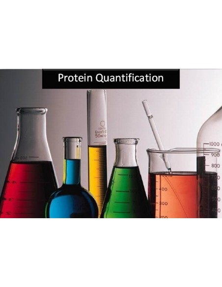ProtaQuant Assay Kit, SERVA