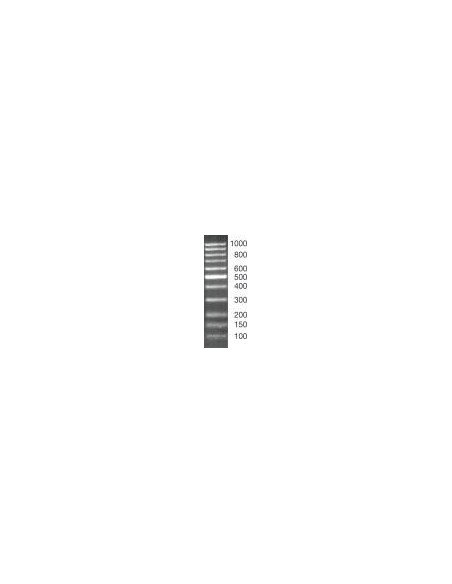 SERVA DNA Standard 100 Bp ladder equalized, lyophilized