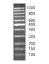 SERVA DNA Standard 100 Bp ladder equalized, lyophilized