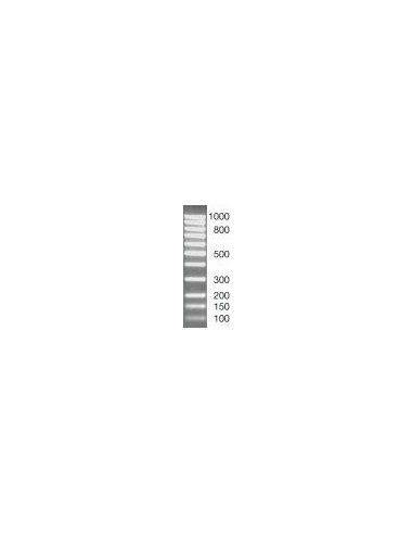 SERVA DNA Standard 100 Bp ladder equimolar, lyophilized