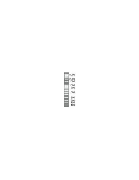 SERVA DNA Standard 100 Bp ladder extended, lyophilized