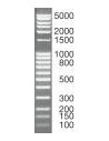 SERVA DNA Standard 100 Bp ladder extended, lyophilized