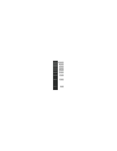 SERVA DNA Standard 1 KBp DNA ladder lyophilized
