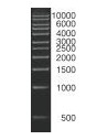 SERVA DNA Standard 1 KBp DNA ladder lyophilized