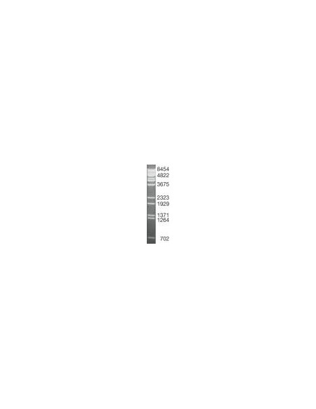 SERVA DNA Standard Lambda x BstE II, lyophilized
