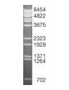 SERVA DNA Standard Lambda x BstE II, lyophilized
