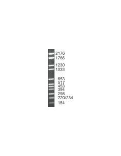 SERVA DNA Standard pBR328 Mix, lyophilized