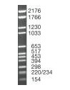 SERVA DNA Standard pBR328 Mix, lyophilized