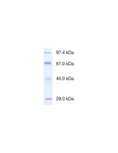 Protein Test Mixture 4 for SDS PAGE