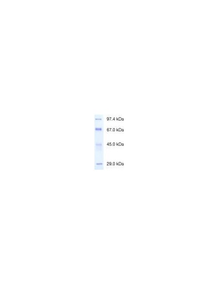Protein Test Mixture 4 for SDS PAGE