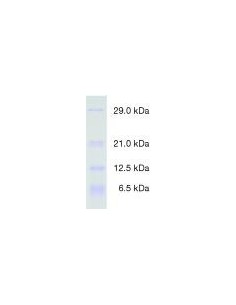 Protein Test Mixture 5 for SDS PAGE