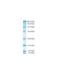 SERVA Unstained SDS PAGE Protein Marker 6.5 - 200 KDa, liquid mix