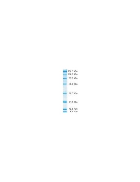 SERVA Unstained SDS PAGE Protein Marker 6.5 - 200 KDa, liquid mix