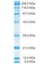 SERVA Unstained SDS PAGE Protein Marker 6.5 - 200 KDa, liquid mix