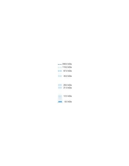 SERVA Prestained SDS PAGE Protein Marker 6.5 - 200 kDa, liquid mix