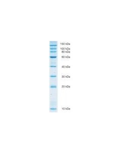 SERVA Recombinant SDS PAGE Protein Marker 10 - 150 KDa, liquid mix