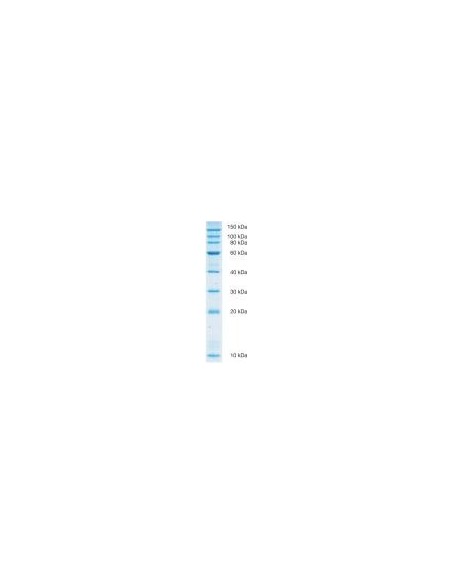 SERVA Recombinant SDS PAGE Protein Marker 10 - 150 KDa, liquid mix